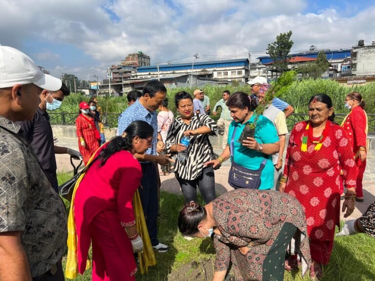 Tree Plantation